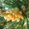 ����� ������������ - Pinus sylvestris